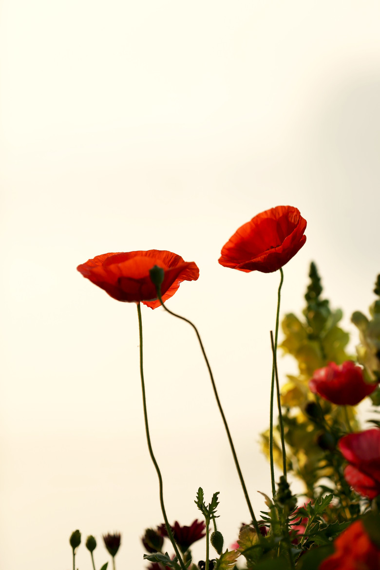 逆光下的虞美人-静物-19摄区-杭州19楼