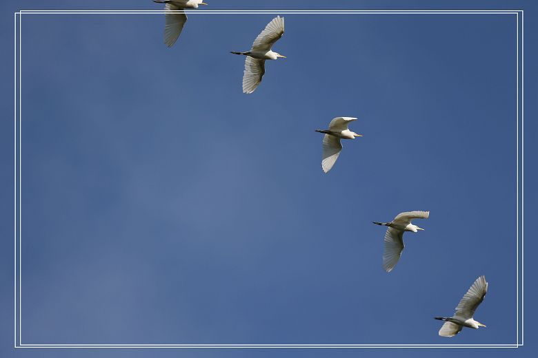 白鹭-边走边拍-手机随手拍-杭州19楼