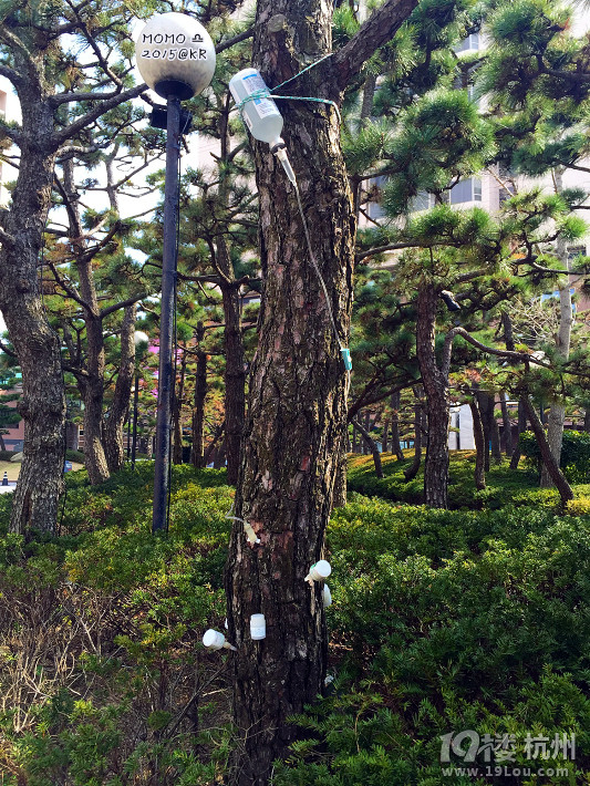 ȥСA Mar.2015 @Seoul&Busan