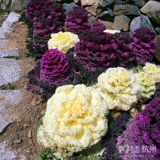 ȥСA Mar.2015 @Seoul&Busan