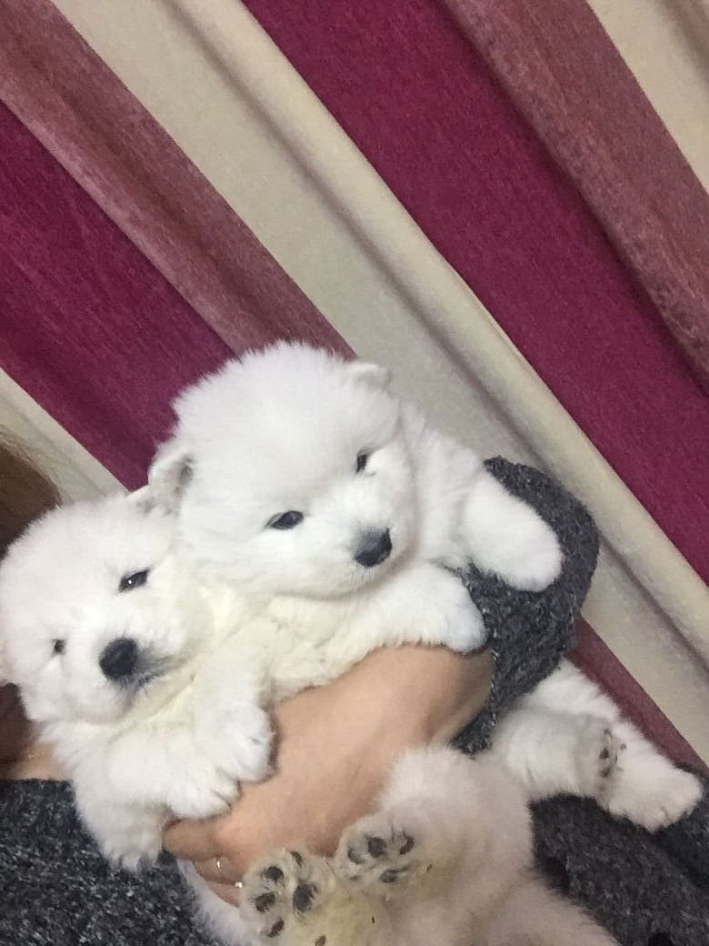 家养萨摩耶幼犬出售