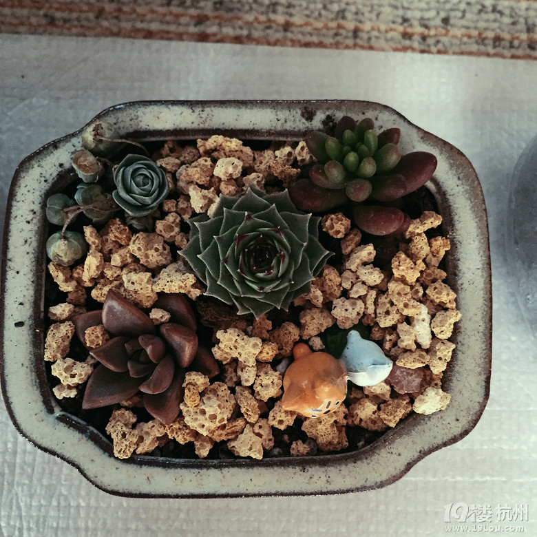 【抱“肉”回家】植物殺手再次挑戰(zhàn)多肉
