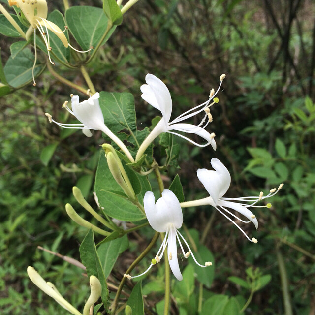 美美的露水花