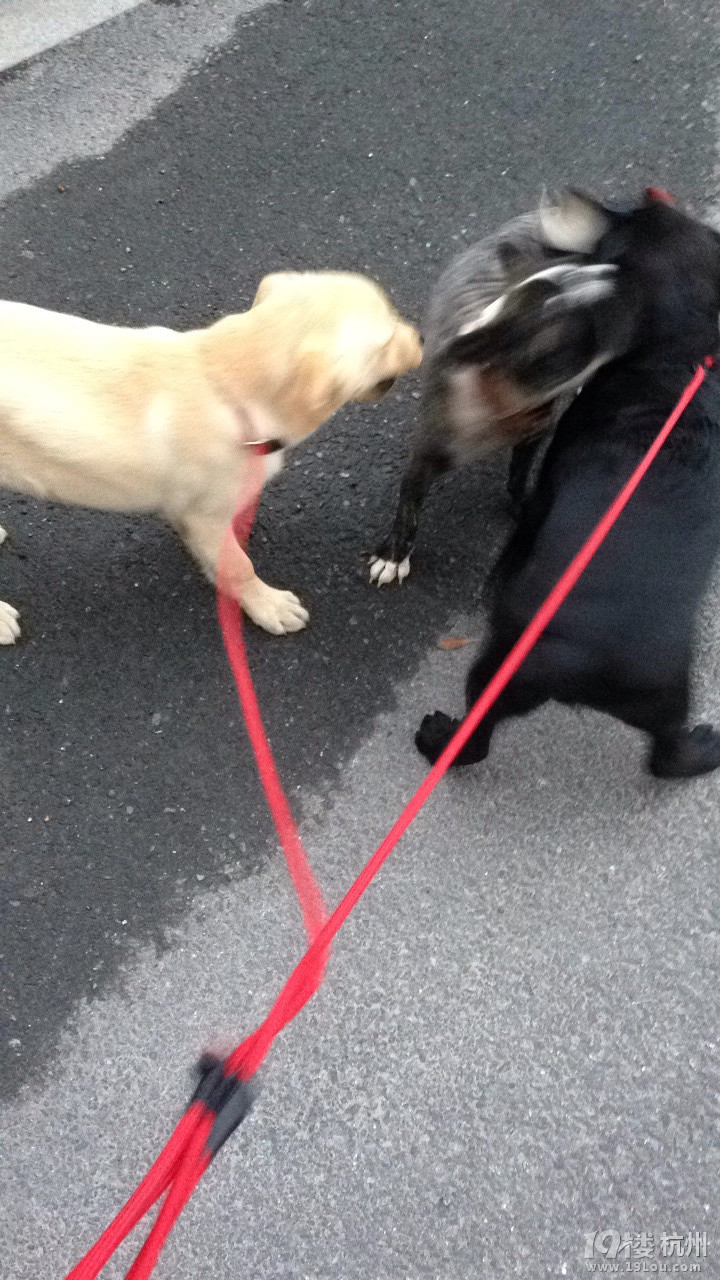 果然是狗仗人势