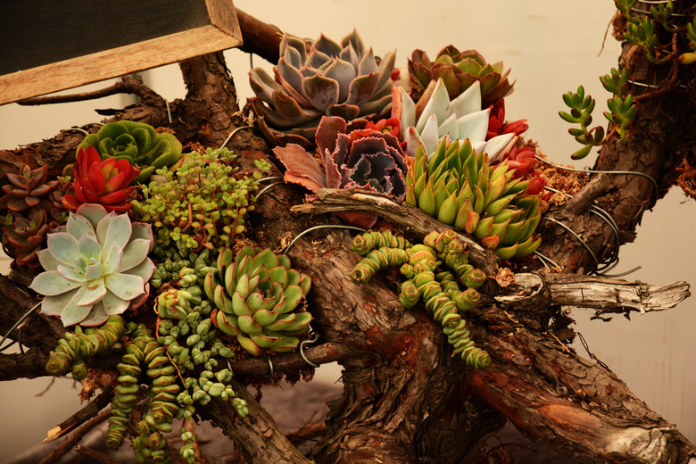 多肉展览(3)-风景照-19摄区-杭州19楼