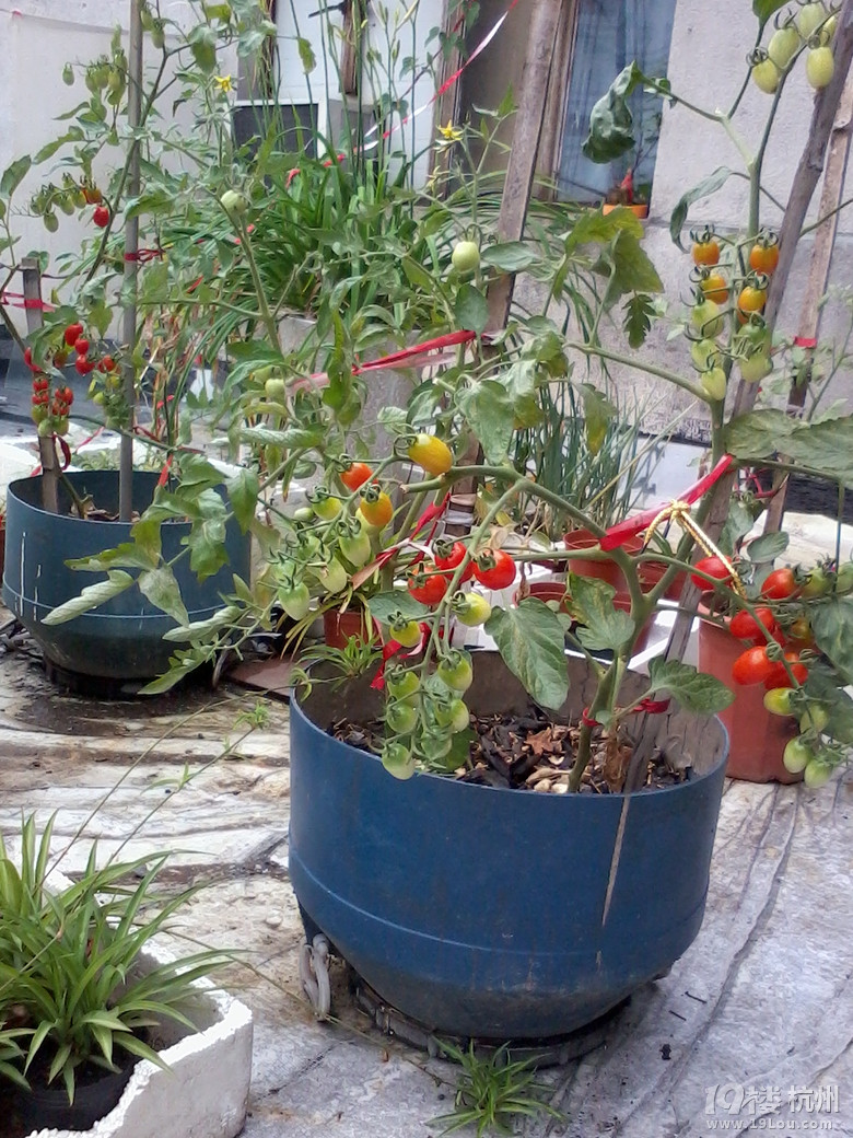 我会种点小花草和蔬果!想问的来问,只要我知道