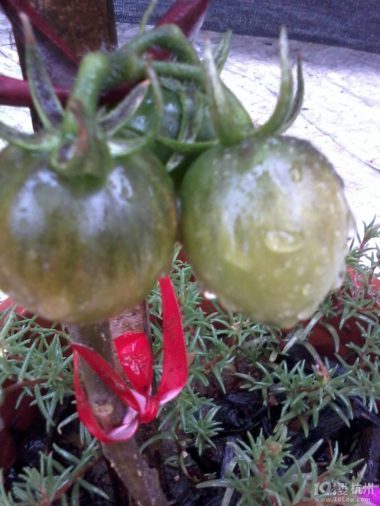 我会种点小花草和蔬果!想问的来问,只要我知道