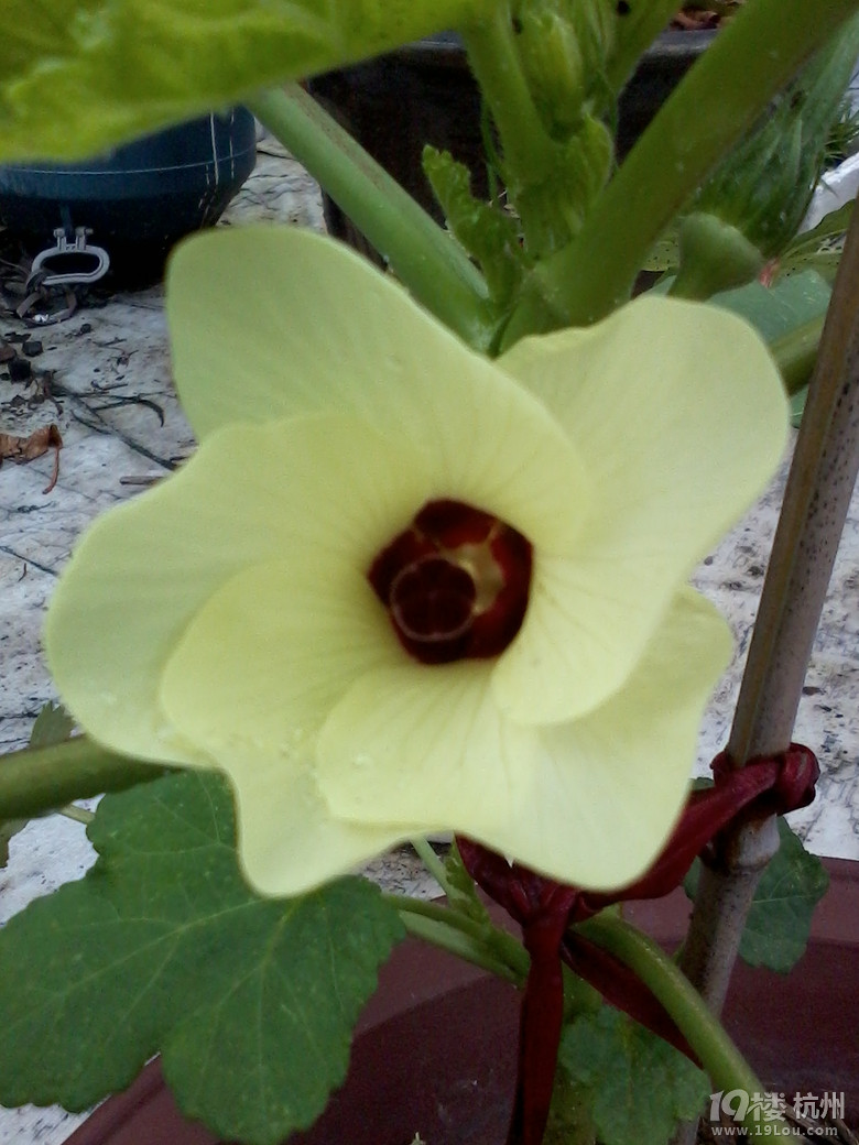 我会种点小花草和蔬果!想问的来问,只要我知道