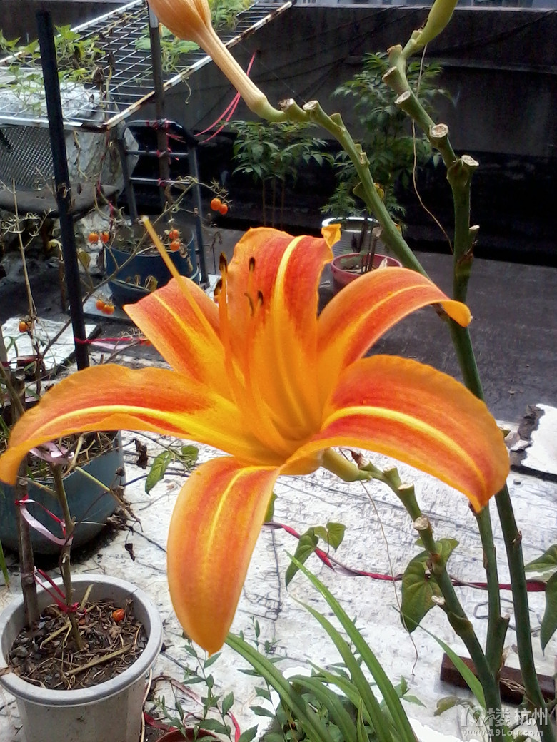 我会种点小花草和蔬果!想问的来问,只要我知道