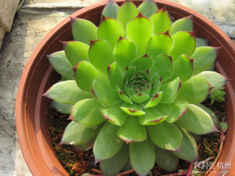 我会种点小花草和蔬果!想问的来问,只要我知道