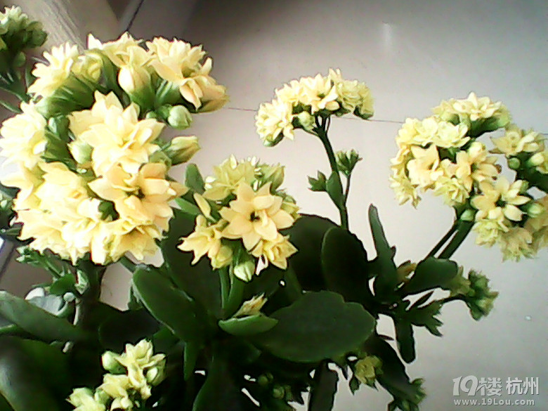 我会种一种叫长寿花的植物,你们有什么要问的