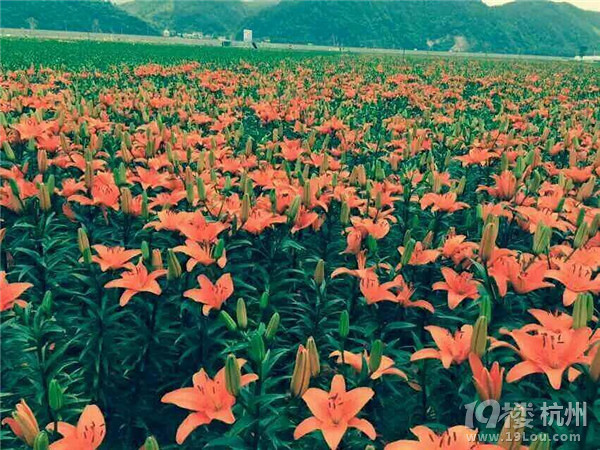 养生度假      旅游去哪儿     桐庐天子地