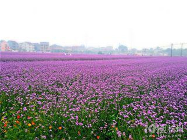 养生度假      旅游去哪儿     桐庐天子地