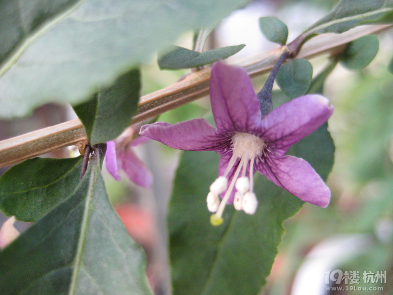 我会种点小花草和蔬果!想问的来问,只要我知道