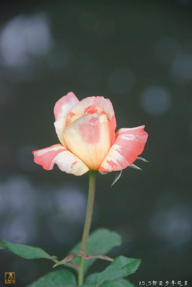 郭庄月季花展-----万紫千红(三)