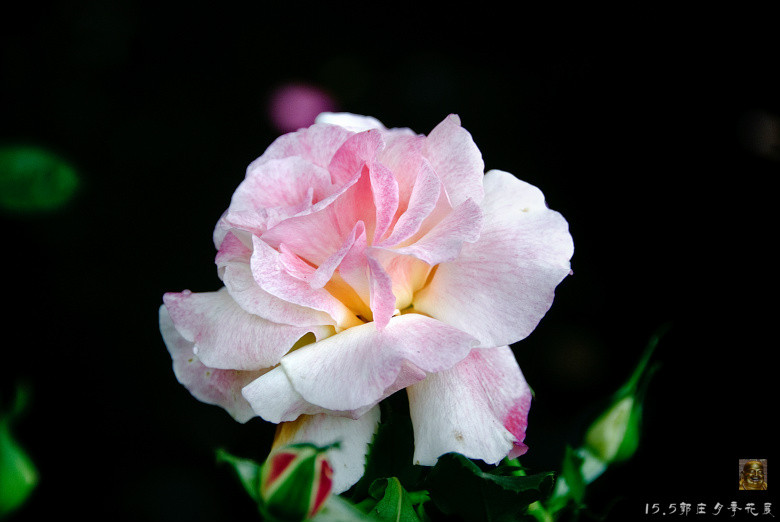 郭庄月季花展-----万紫千红(三)