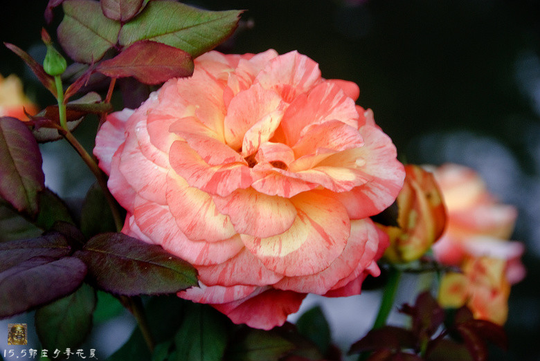 郭庄月季花展-----万紫千红(三)