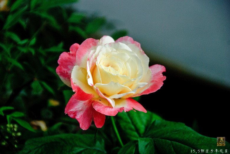 郭庄月季花展-----万紫千红(三)