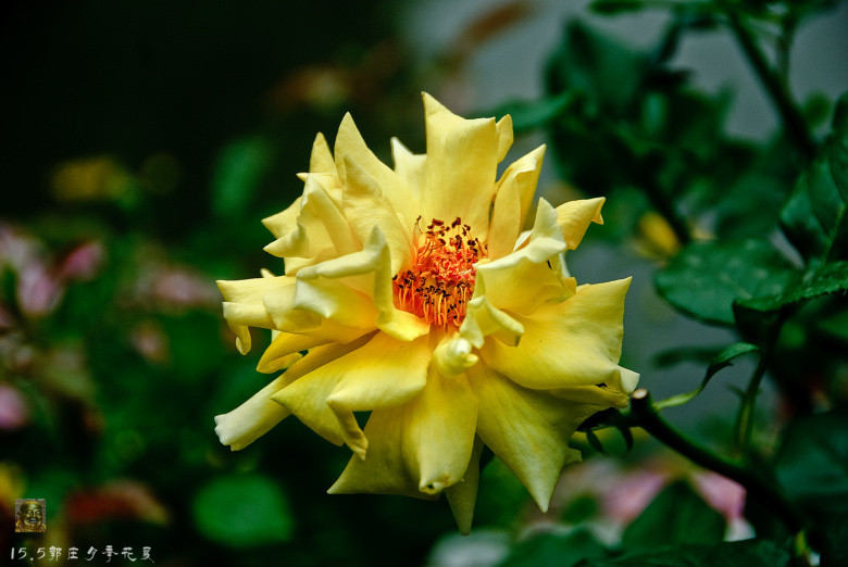 郭庄月季花展-----万紫千红(三)