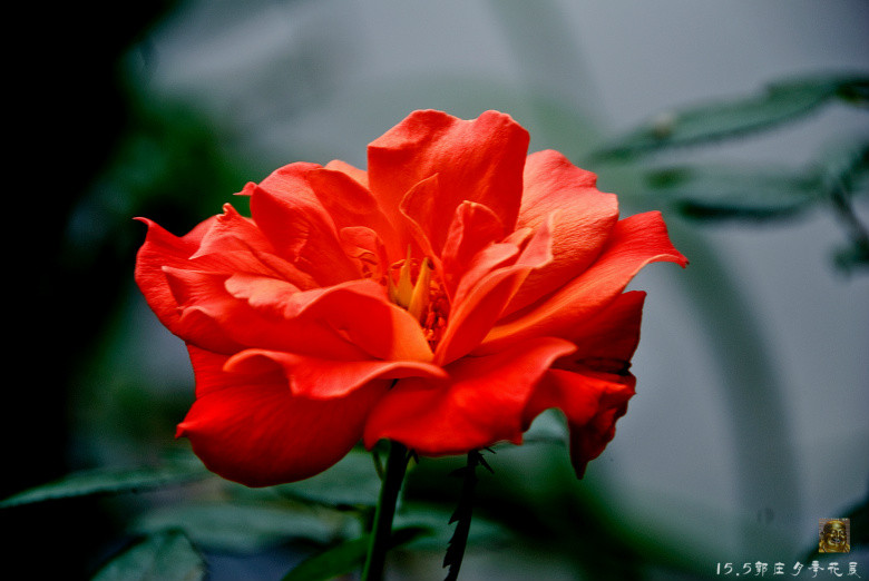 郭庄月季花展-----万紫千红(三)