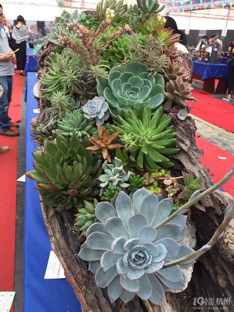 杭州多肉植物展