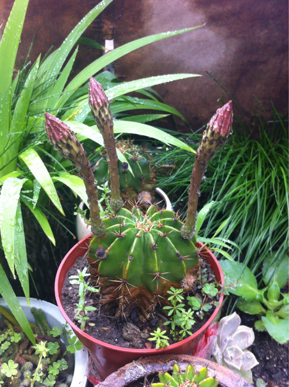 仙人球的花很漂亮吧!