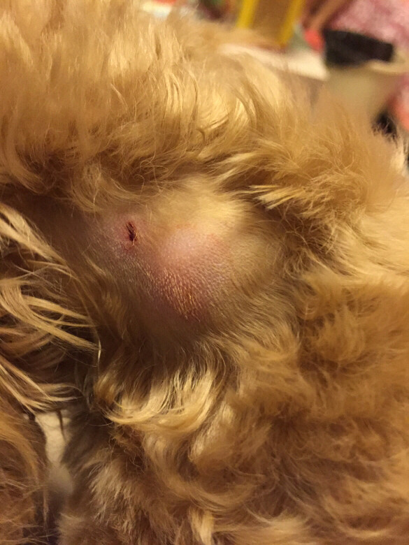 我家狗狗被其他狗狗咬了起包了