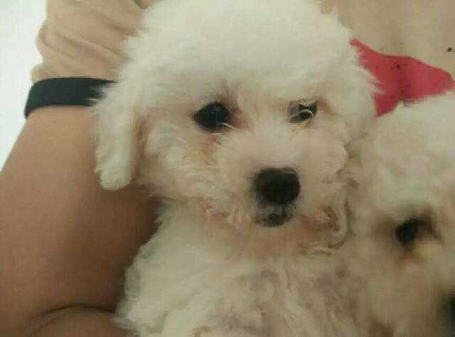 男生如果有喜欢的女生 那就送她一只狗狗吧