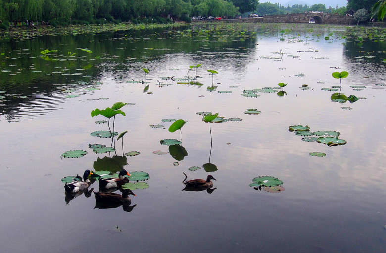 西湖娱乐城- 西湖娱乐城官方网站- 西湖娱乐城APP湖上依旧游人如织 美丽西湖水何以成“劣五类”