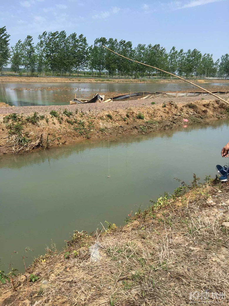 阿晴嫂龙虾馆外卖活动开始啦。