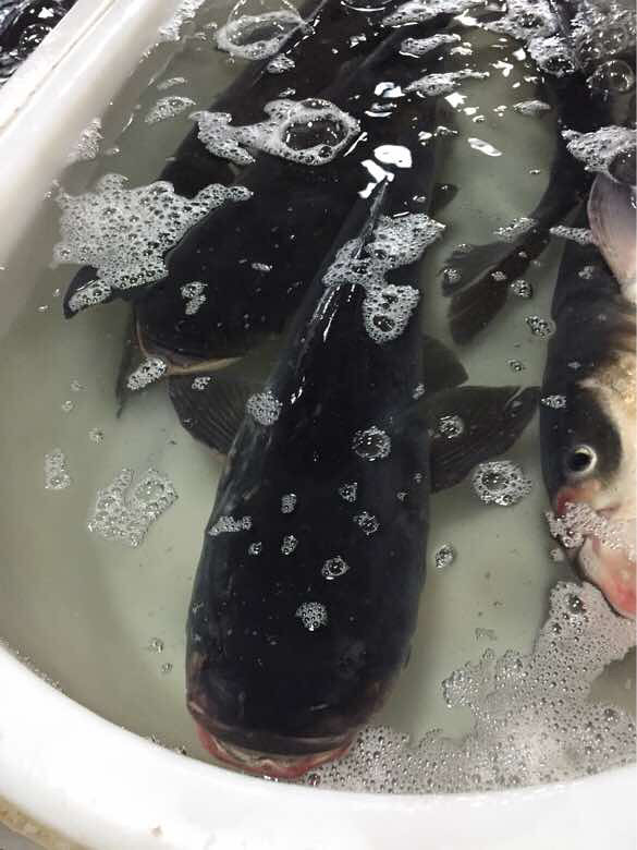 千岛湖鱼市,有机的大头鱼.