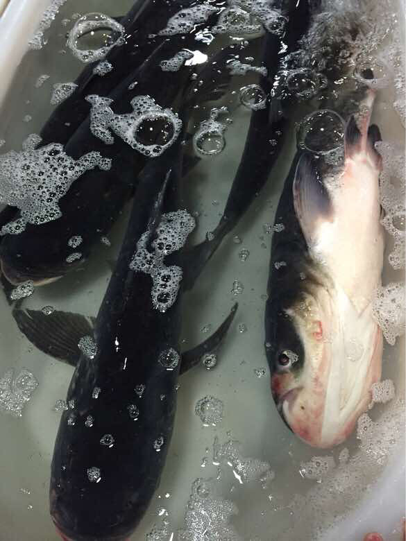 千岛湖鱼市,有机的大头鱼.