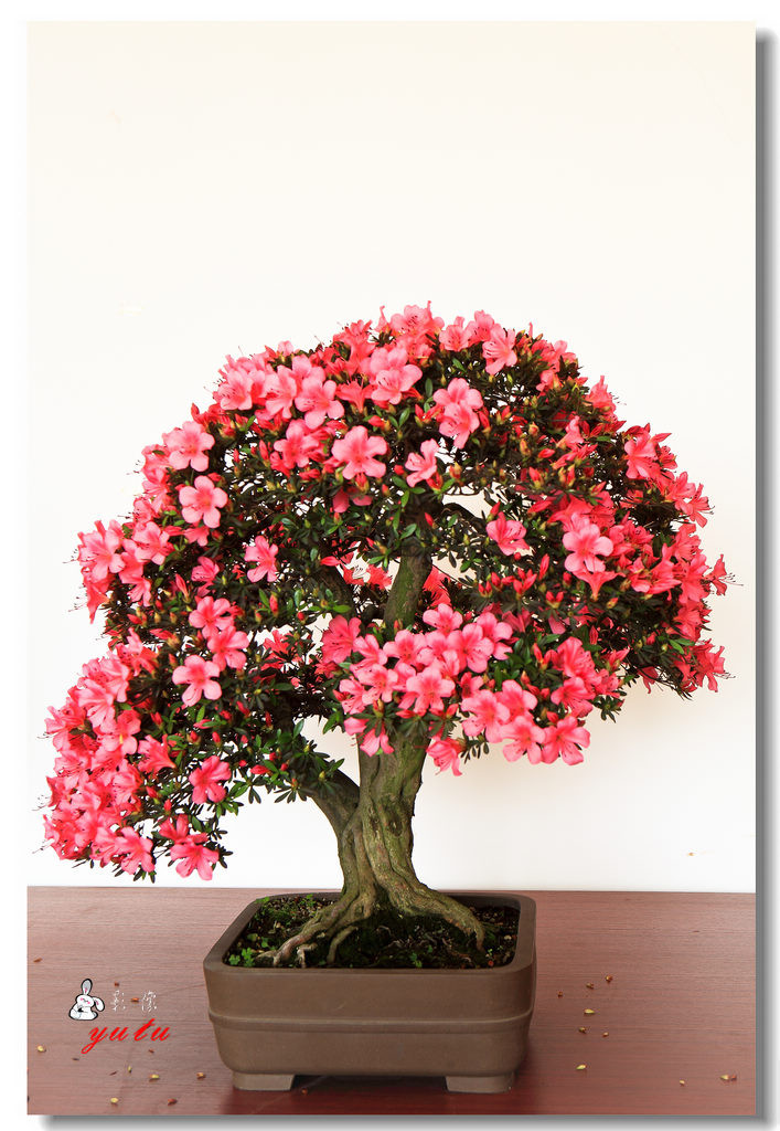 杜鹃盆景(二)