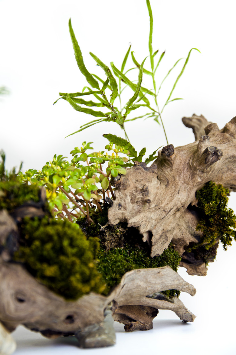 枯木逢春---微世界