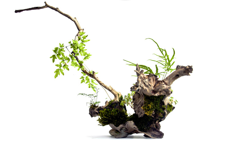 枯木逢春---微世界