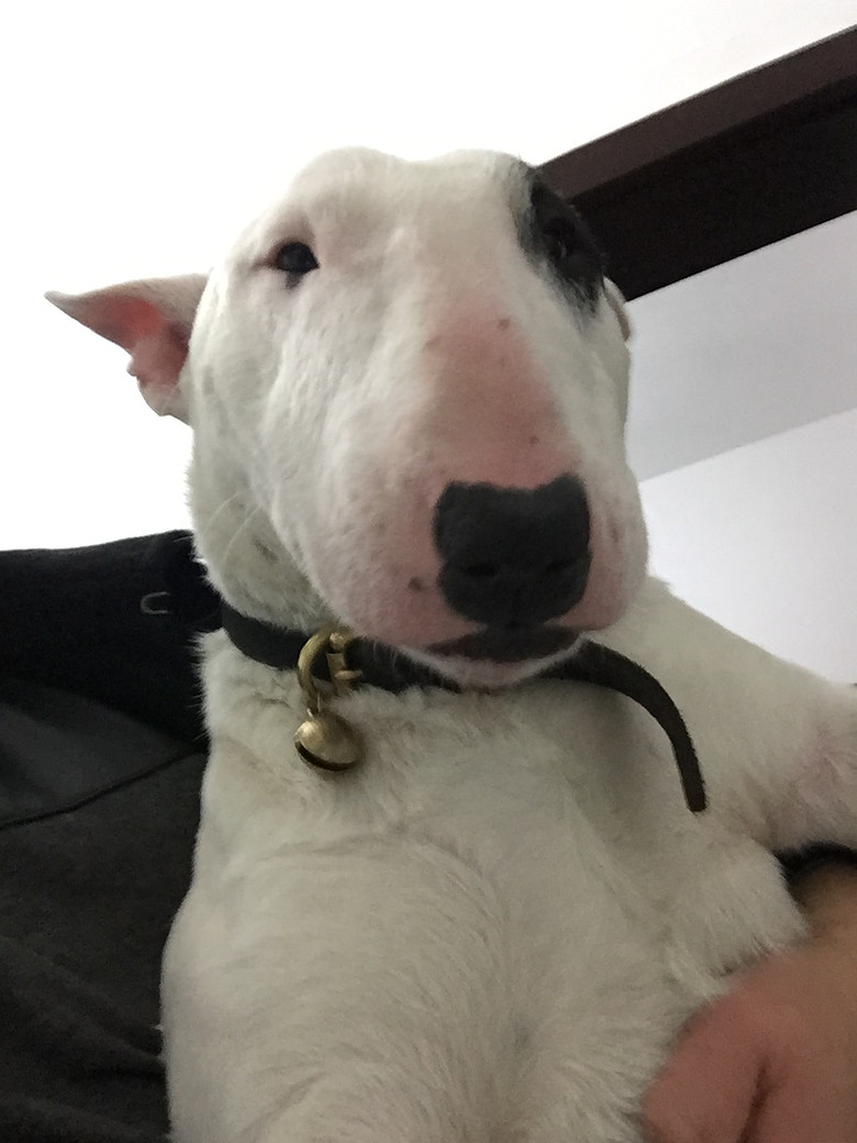 家养13个月白色海盗眼牛头梗忍痛转让