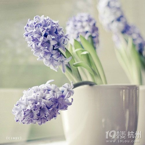 风信子对孕妇有害吗？戳进来！
