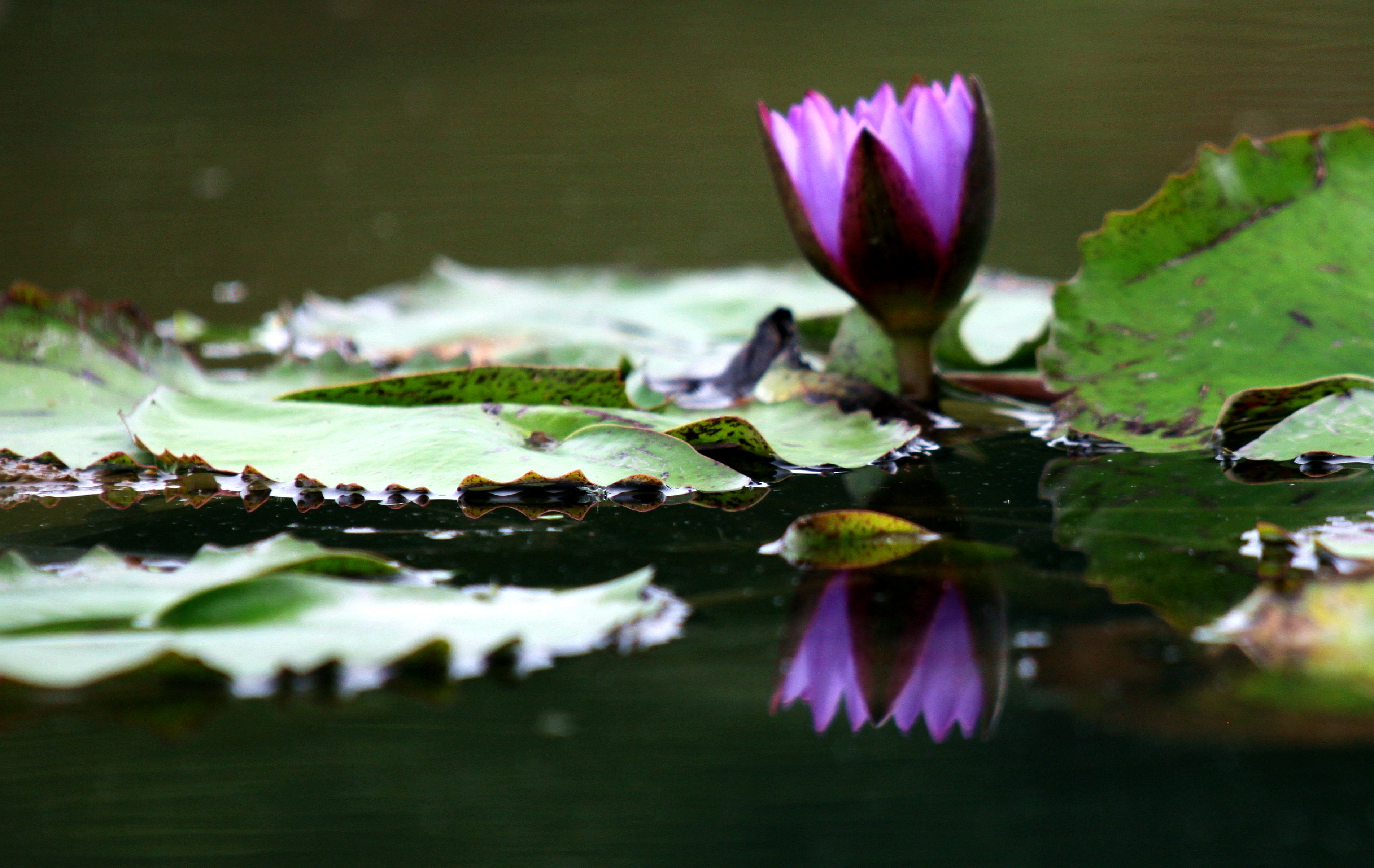 睡莲花(睡莲花水养方法)