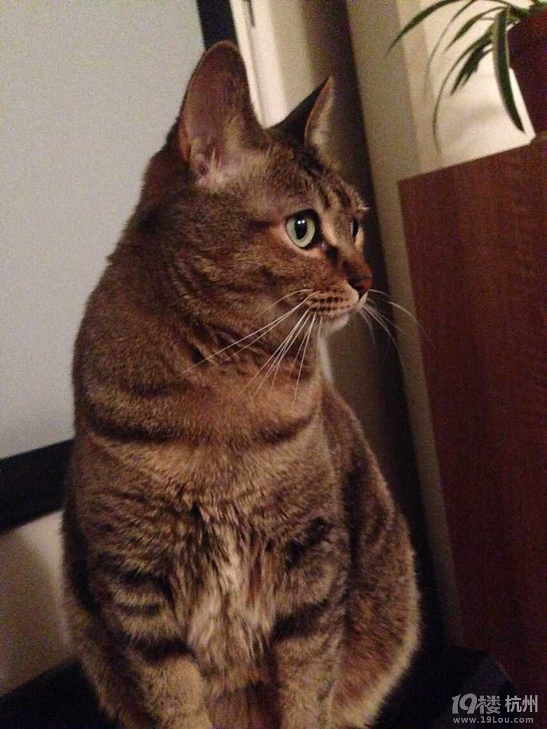 成年绝育母猫求领养