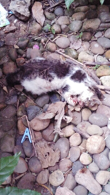 流浪猫被打死图片