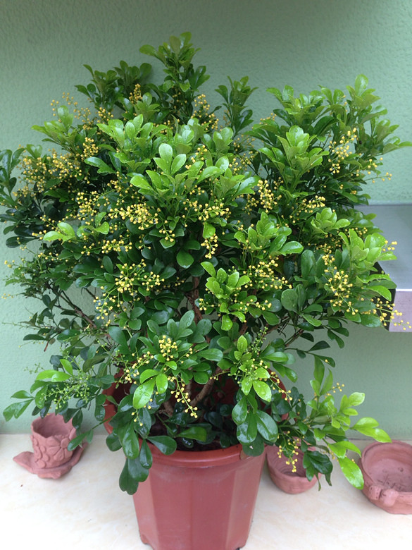 精心呵护,米兰香飘满园.清香四溢