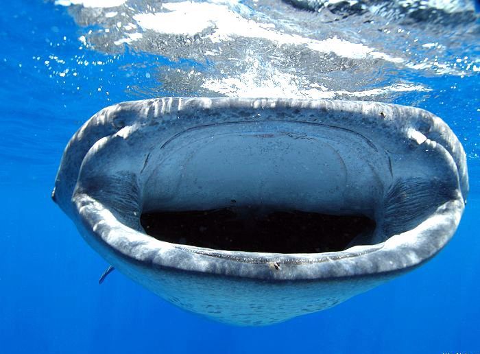 嘴巴很宽头很大的鲸鱼图片