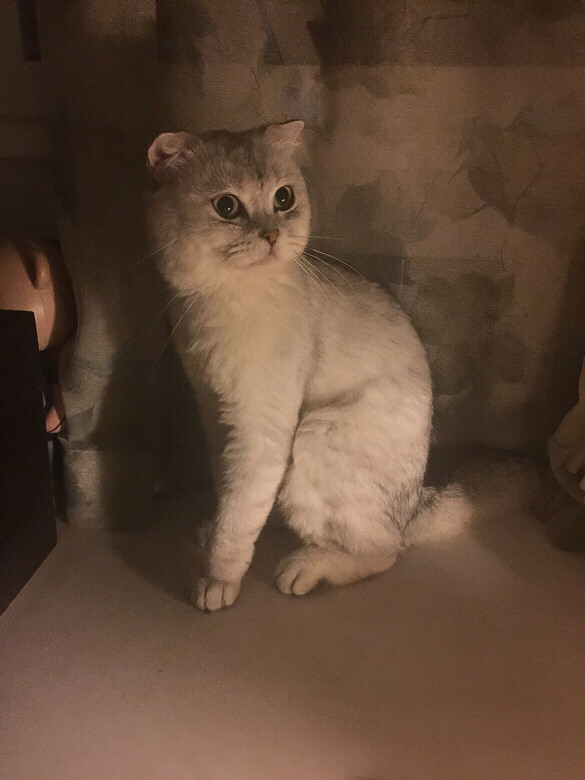 折耳适合吃什么牌子的猫粮啊,对肠胃好的,