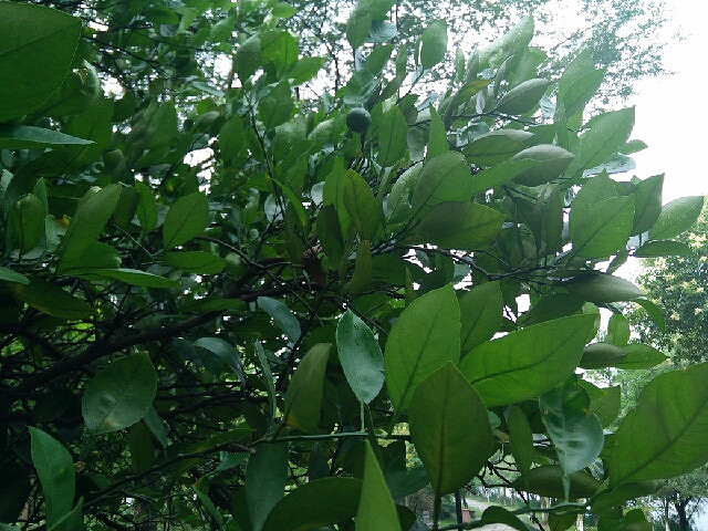 香泡树