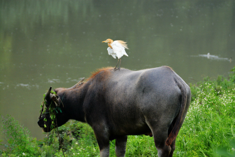 公鸡站在牛背上的图片图片