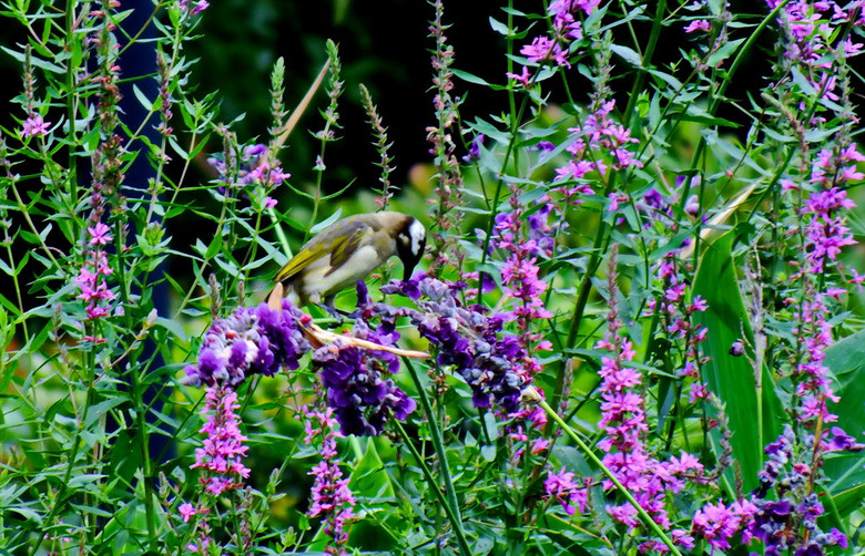 花草丛中有小鸟
