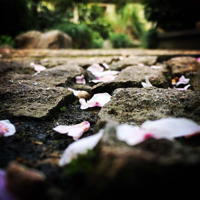 缘来缘去缘如水花开花谢终有时ps