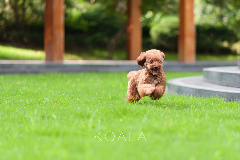 【考拉】一组狗模特工作照