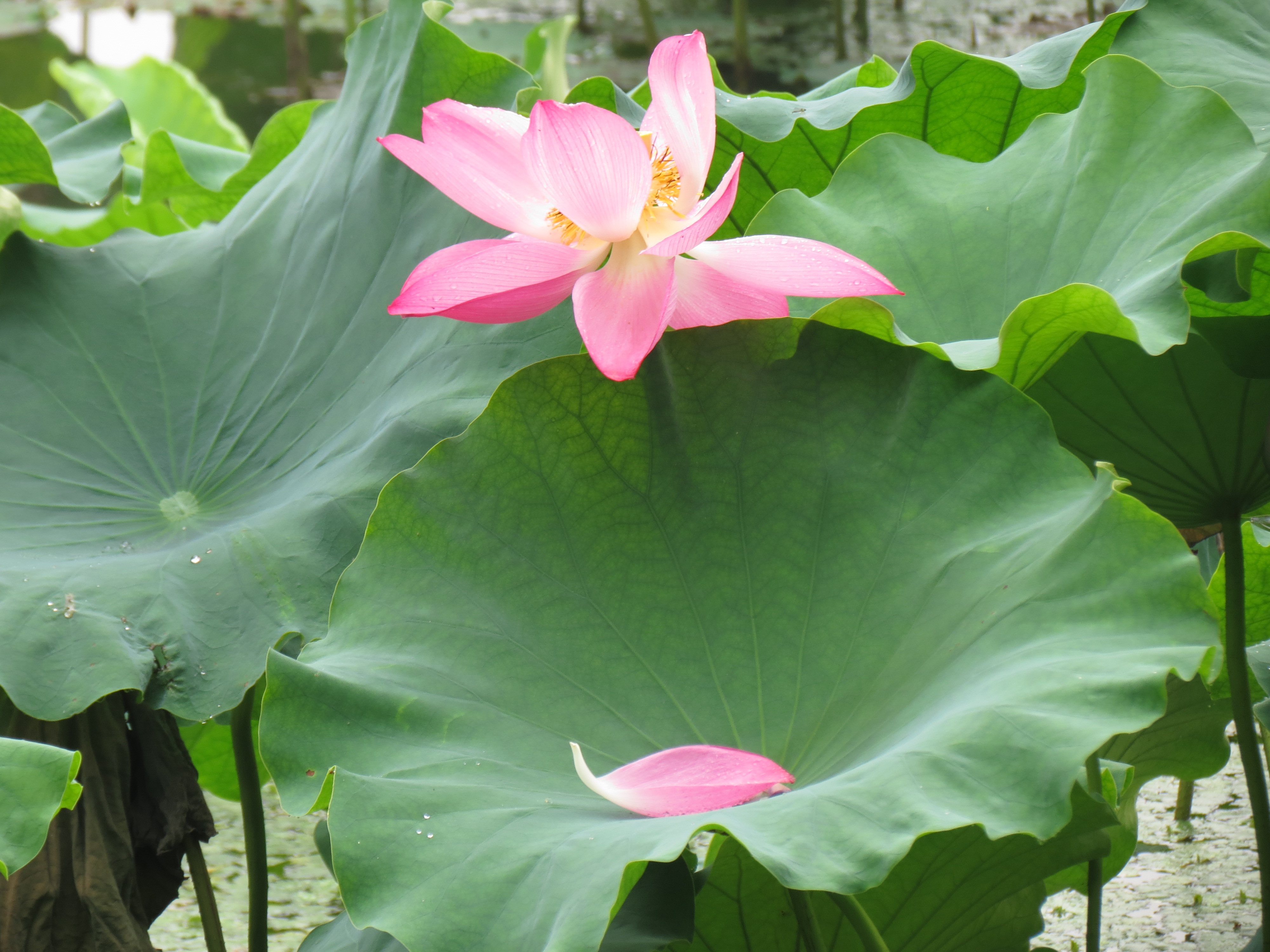 西湖荷花漂亮-19摄区-杭州19楼