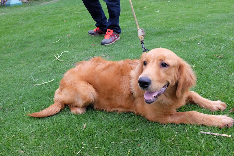 转六个月大公金毛